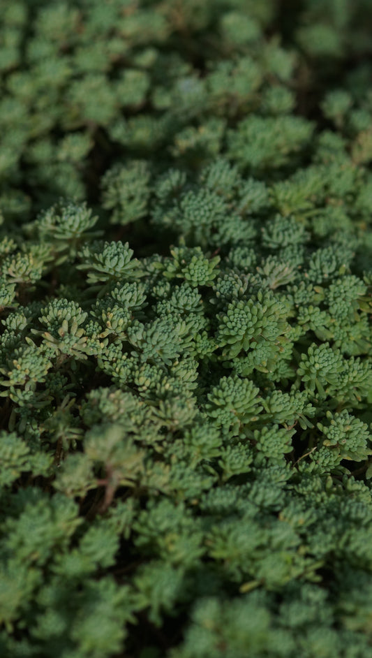 Sedum lydium - Türkischer Mauerpfeffer