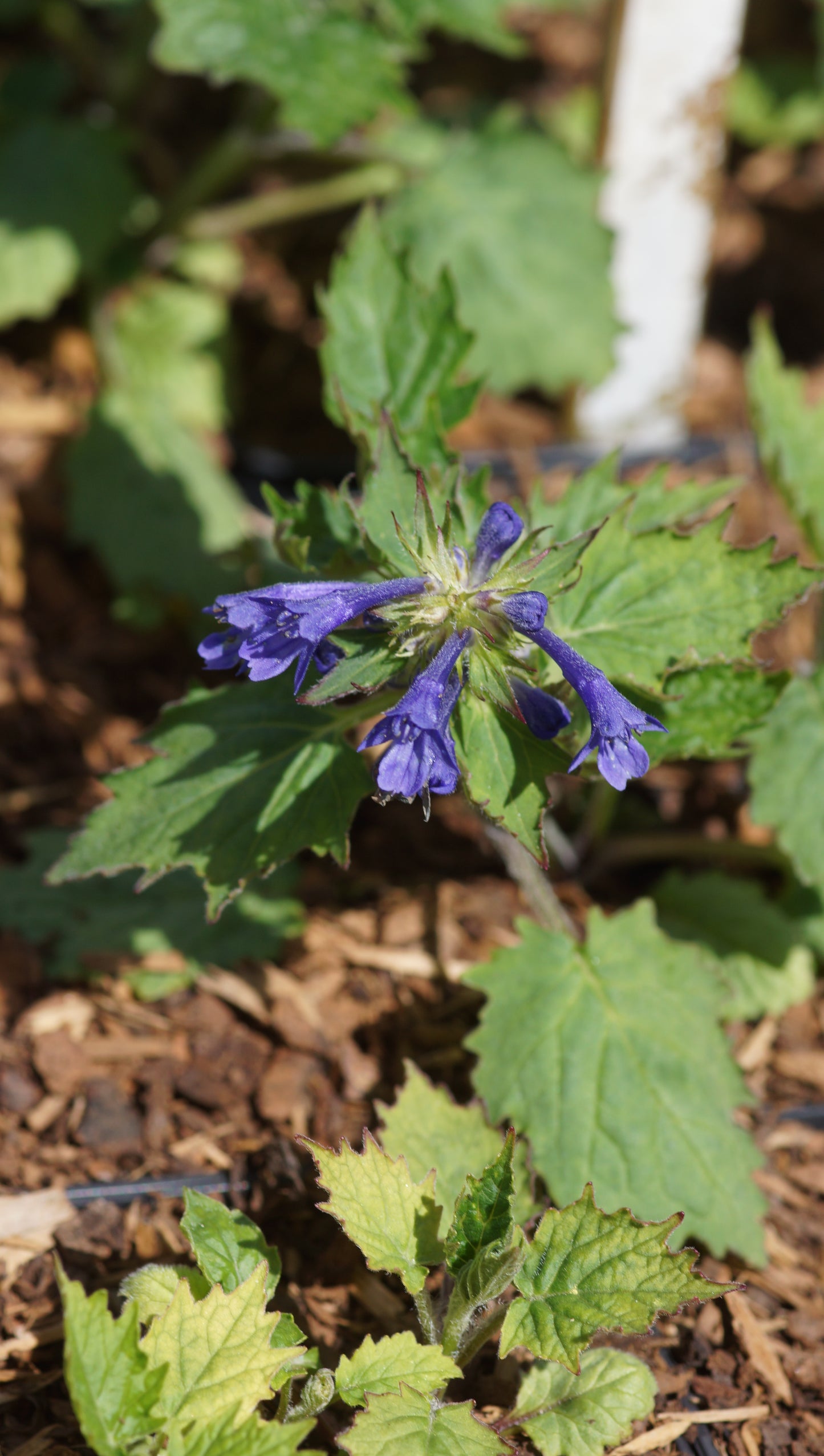 Ajuga incisa - Aufrechter Günsel
