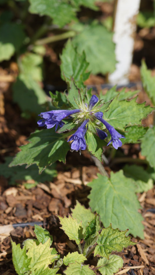 Ajuga incisa - Aufrechter Günsel