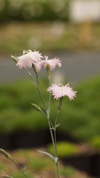 Dianthus Gratianopolitanus-Hybride 'Heartseeker' - Pfingst-Nelke