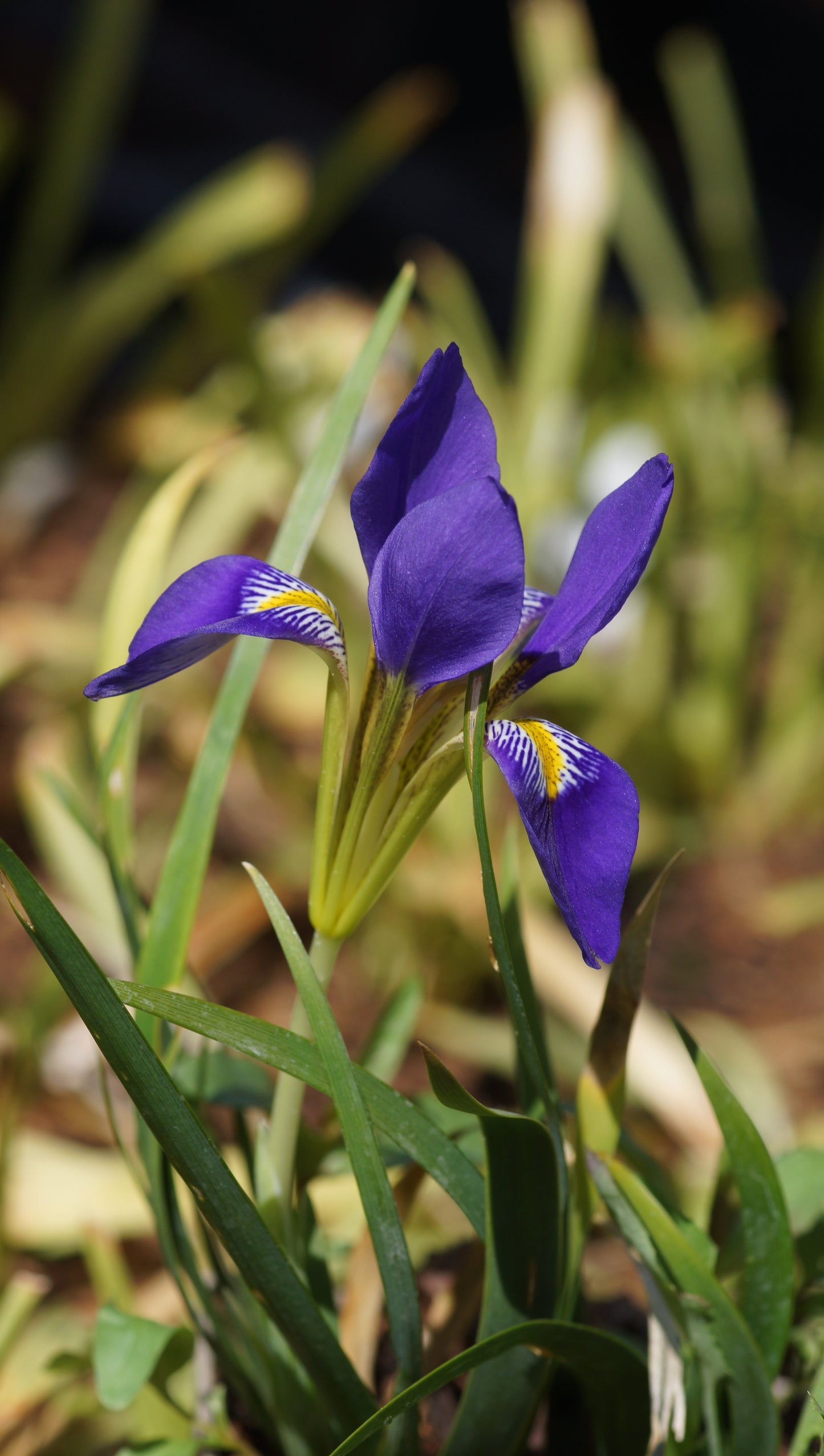 Iris lazica - Schwarzmeer-Schwertlilie