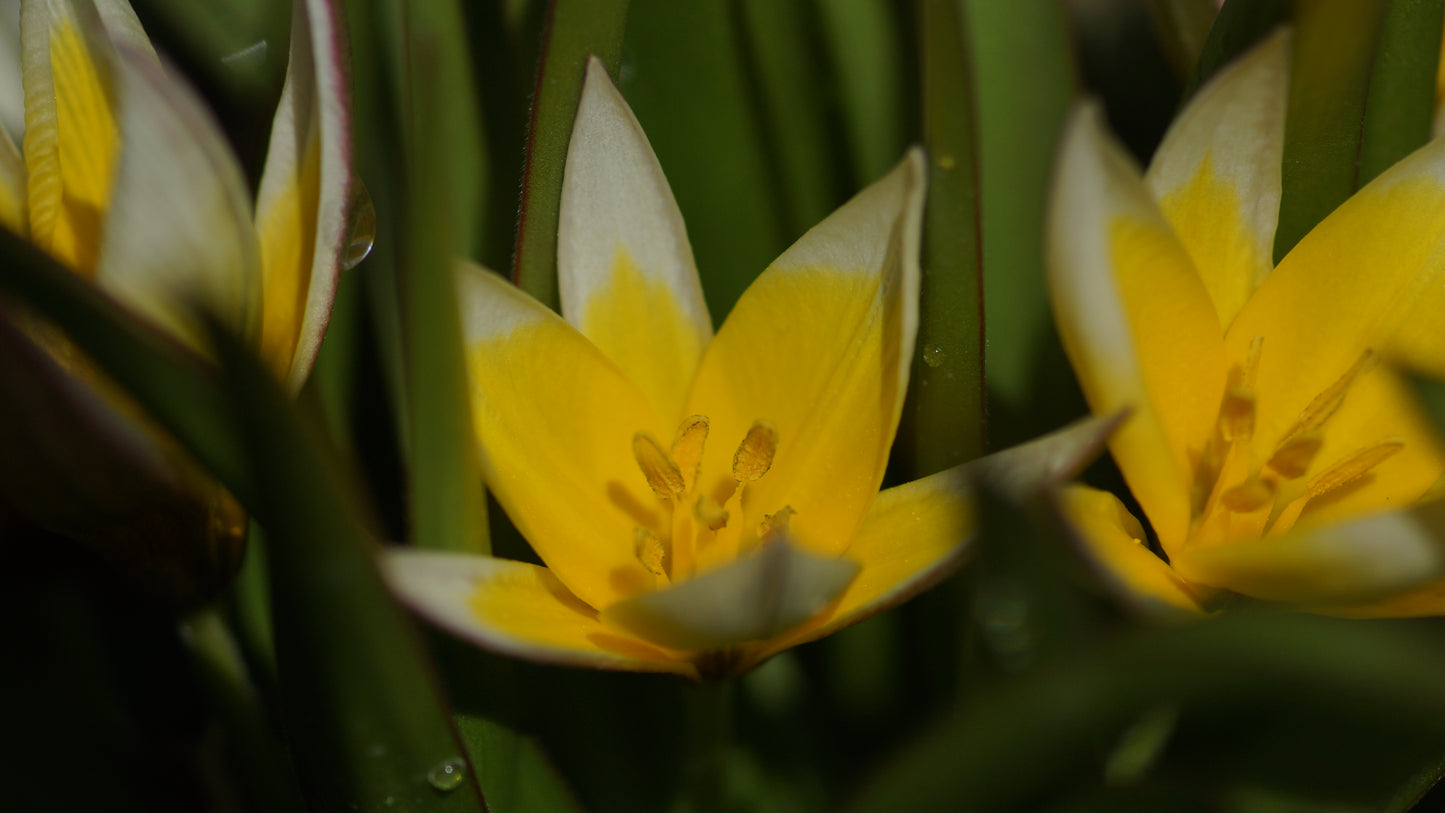 Tulipa tarda - Zwerg-Stern-Tulpe