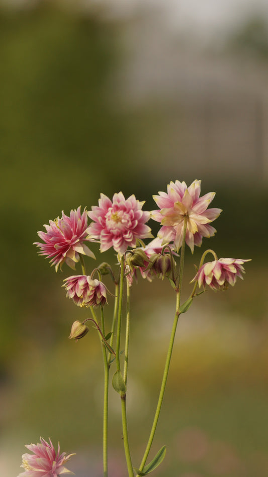 Aquilegia vulgaris 'Nora Barlow' - Akelei