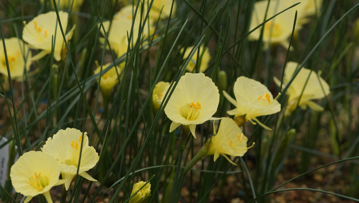 Narcissus romieuxii 'Julia Jane' - Marokko-Narzisse