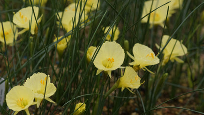 Narcissus romieuxii 'Julia Jane' - Marokko-Narzisse