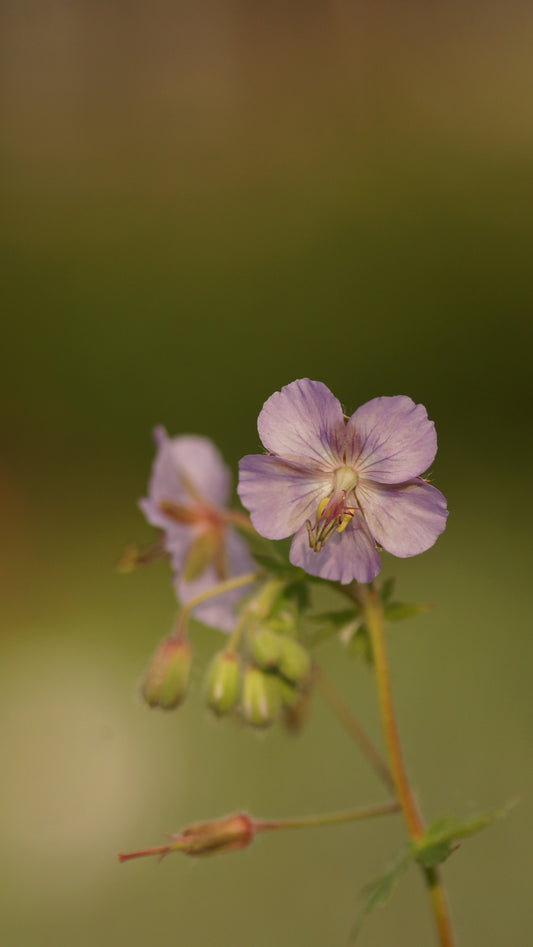Geranium phaeum var. lividum - Brauner Storchschnabel
