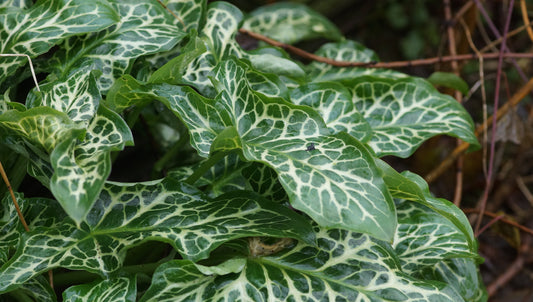 Arum italicum subsp. marmoratum 'Pictum' - Italienischer Aronstab