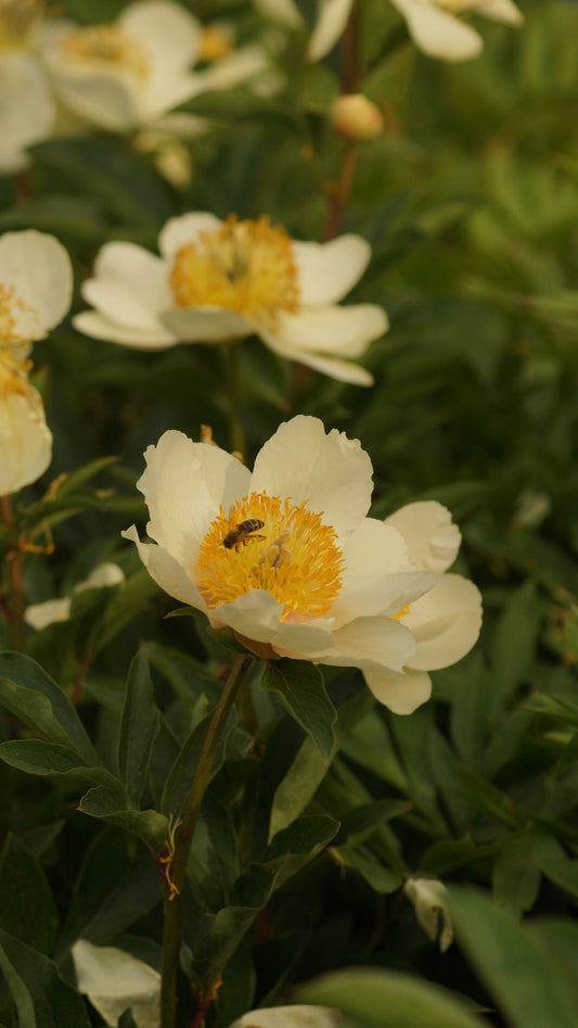 Paeonia Hybride 'Clair de Lune' - Pfingstrose
