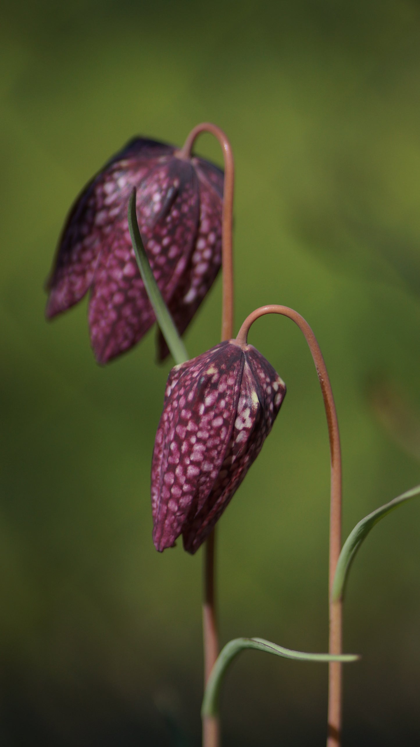 Fritillaria meleagris - Schachbrettblume