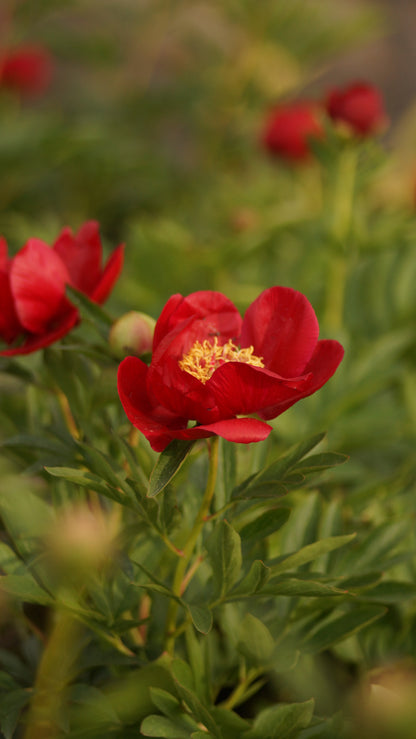 Paeonia Hybride 'Illini Warrior' - Pfingstrose