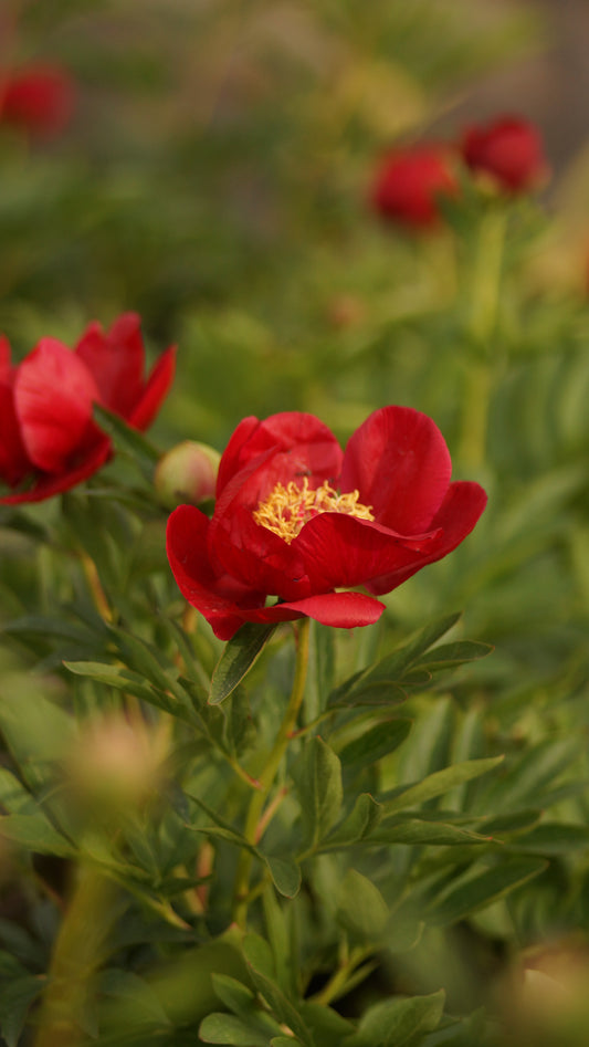 Paeonia Hybride 'Illini Warrior' - Pfingstrose