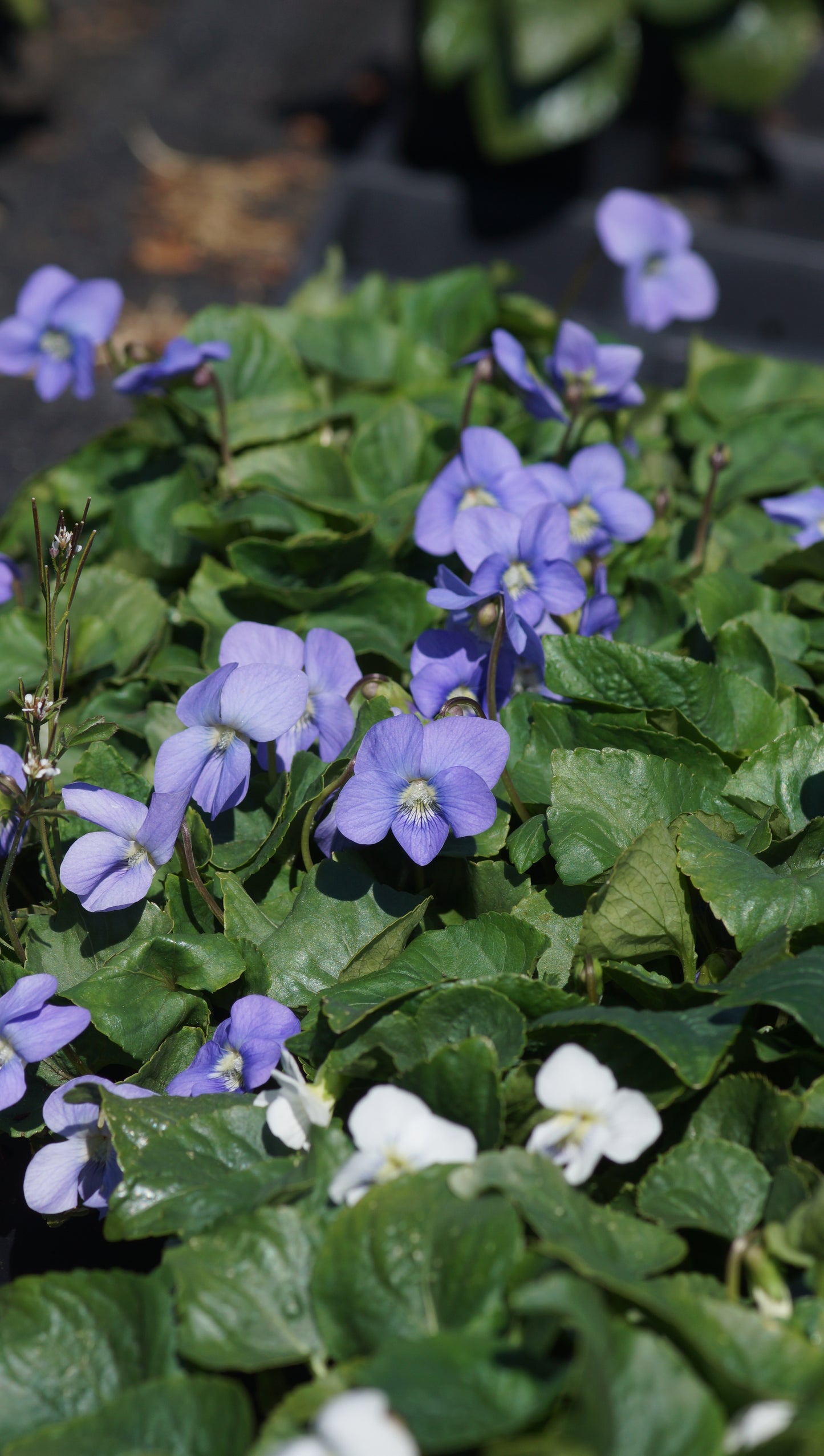 Viola sororia 'Blue Diamond' - Pfingst-Veilchen