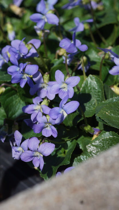 Viola sororia 'Blue Diamond' - Pfingst-Veilchen