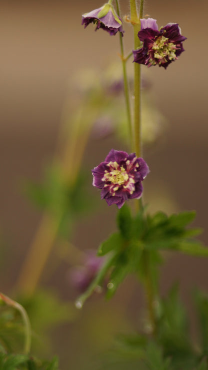 Geranium phaeum 'Joseph Green' - Brauner Storchschnabel
