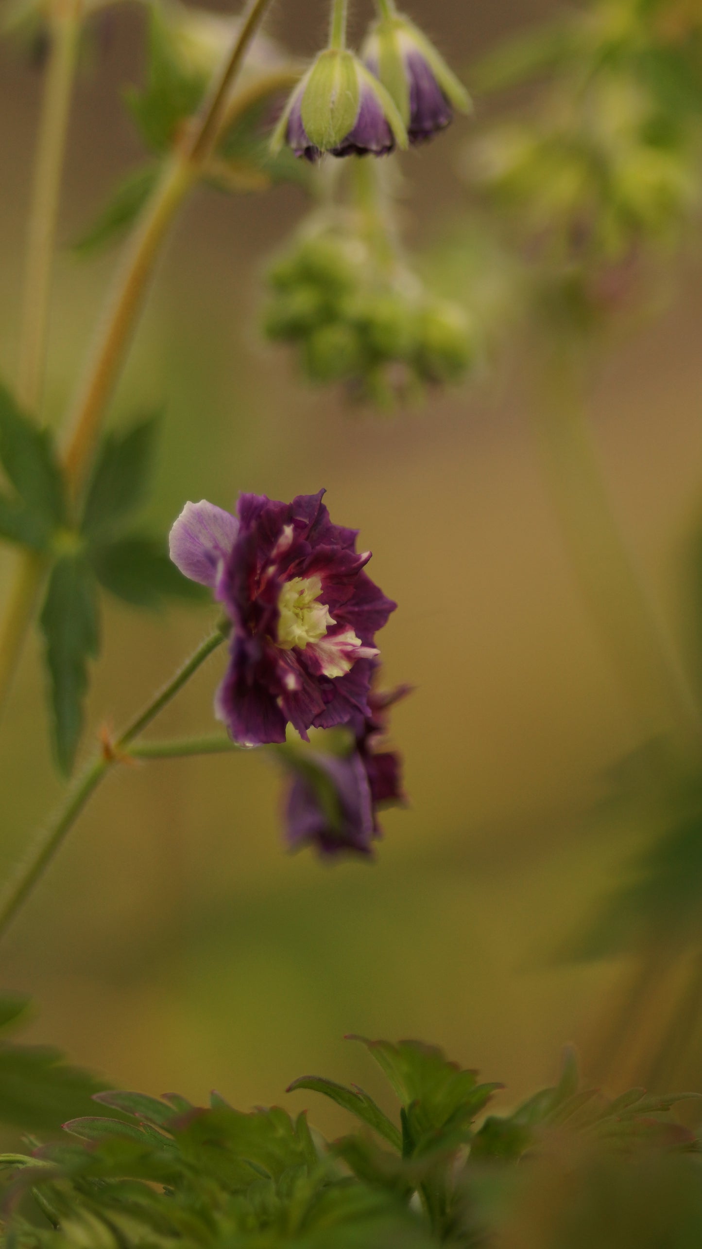 Geranium phaeum 'Joseph Green' - Brauner Storchschnabel