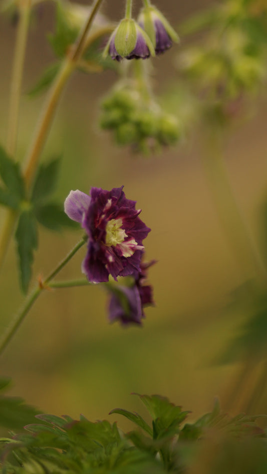 Geranium phaeum 'Joseph Green' - Brauner Storchschnabel