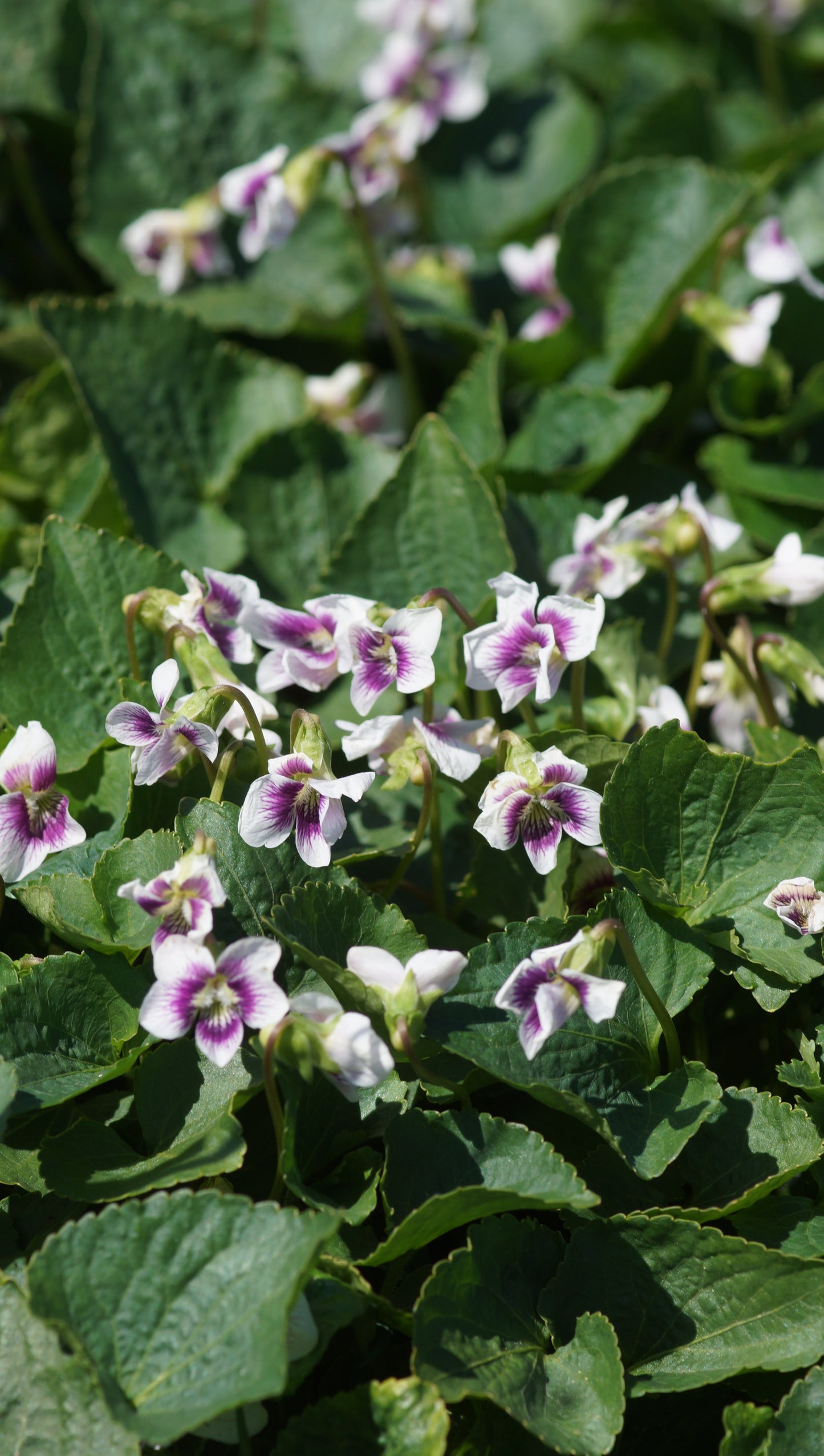 Viola Hybride 'Alice Witter' - Veilchen