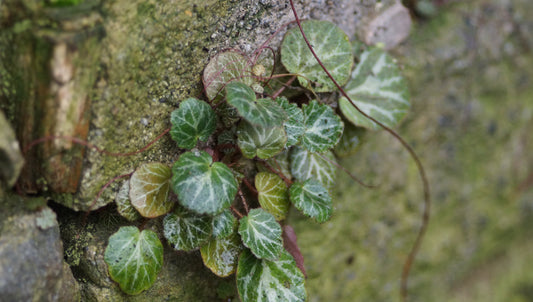 Saxifraga stolonifera 'Cuscutiformis' - Kriech-Steinbrech