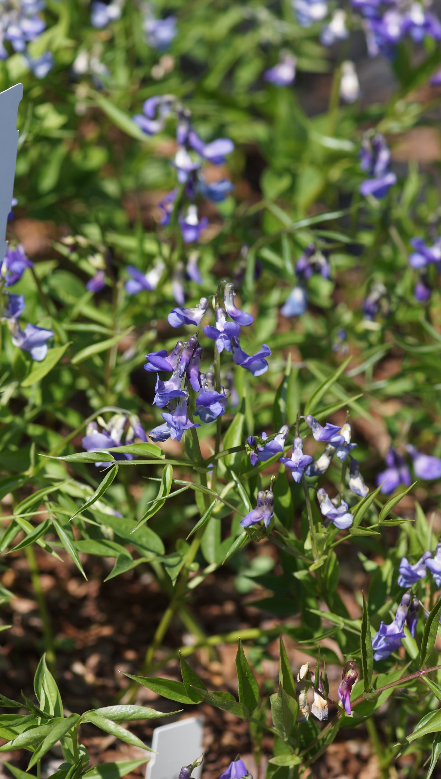 Lathyrus vernus 'Heavenly Blues' - Frühlings-Platterbse