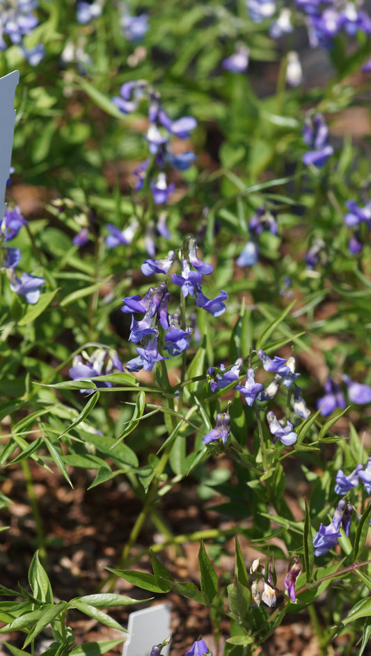 Lathyrus vernus 'Heavenly Blues' - Frühlings-Platterbse