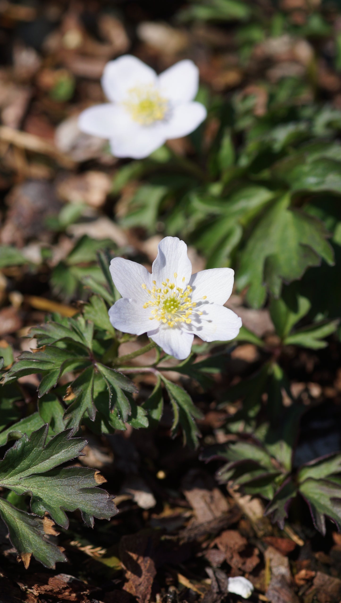 Anemone nemorosa 'Parlez-vous' - Buschwindröschen