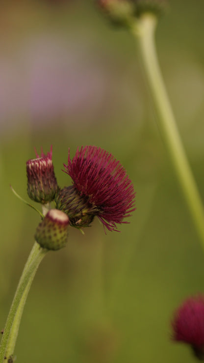 Cirsium rivulare 'Atropurpurea' - Purpur-Kratzdistel