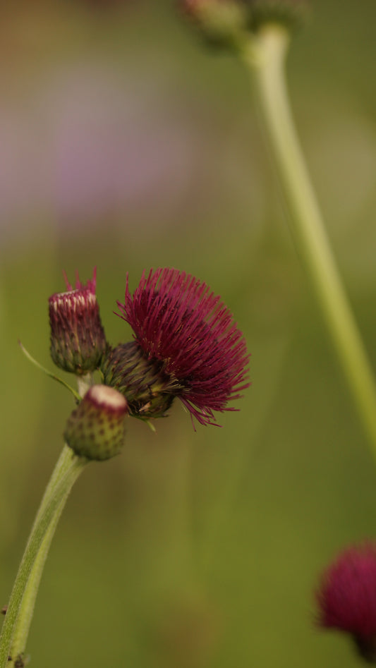 Cirsium rivulare 'Atropurpurea' - Purpur-Kratzdistel