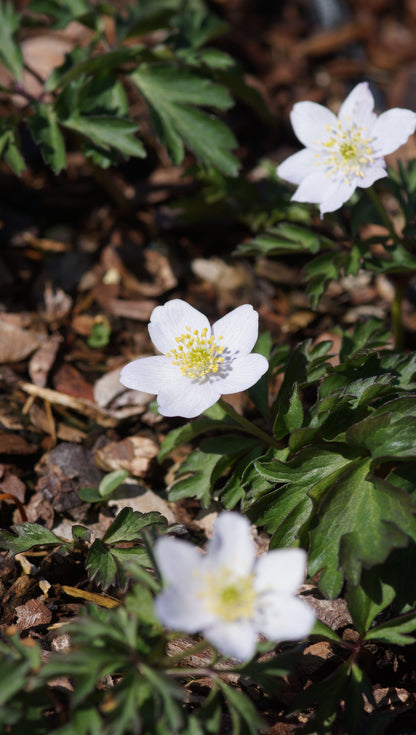 Anemone nemorosa 'Parlez-vous' - Buschwindröschen