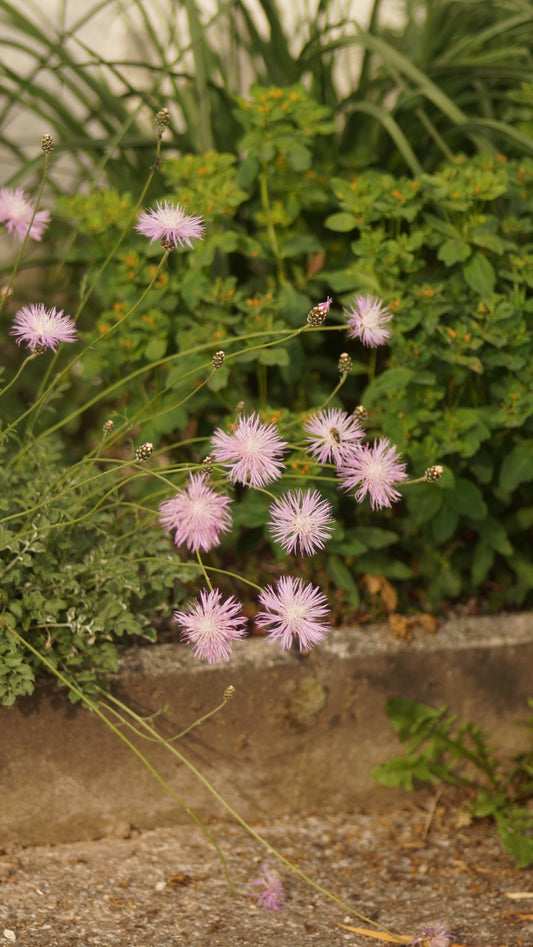 Centaurea simplicicaulis - Kissen-Flockenblume