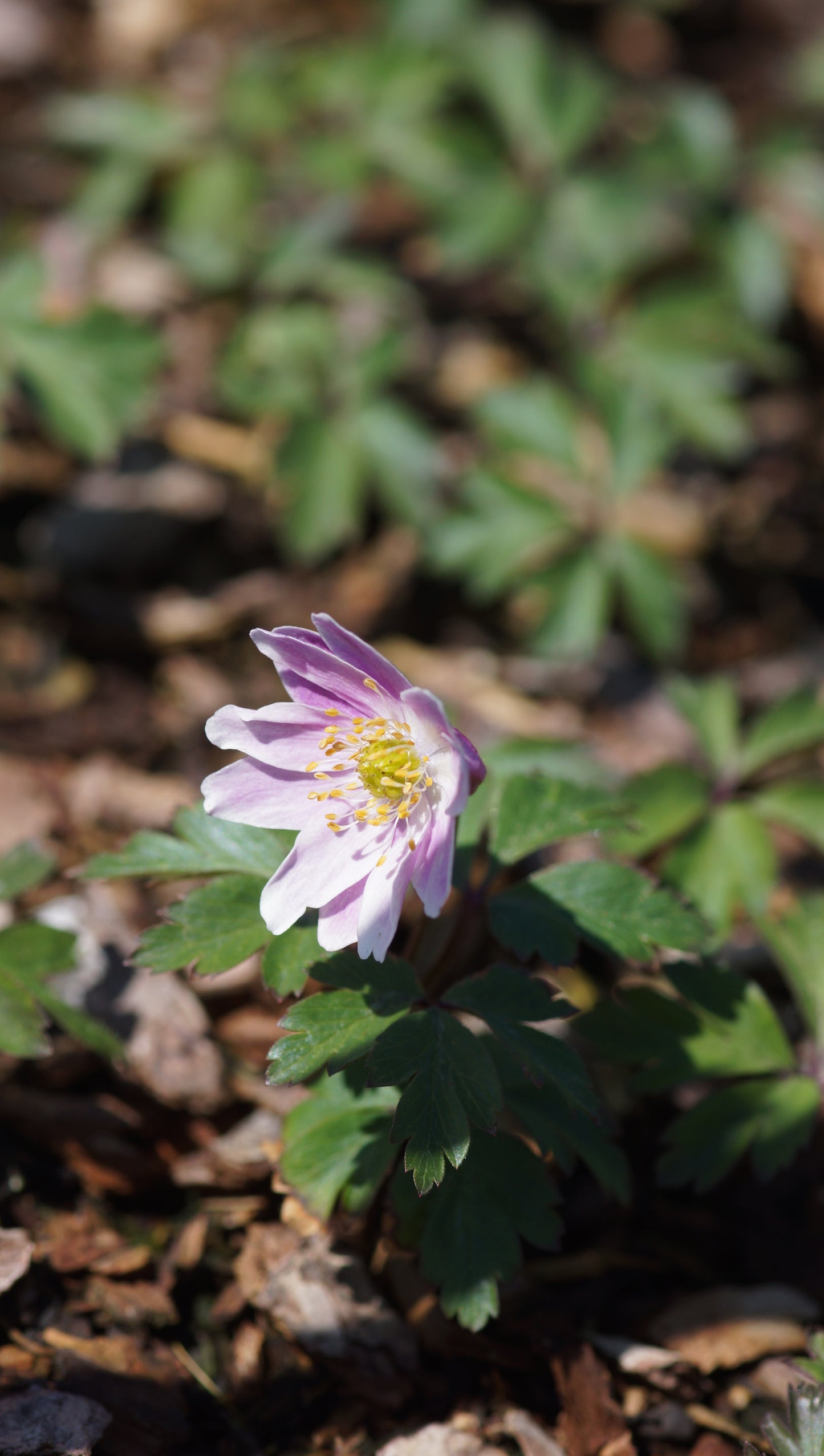 Anemone nemorosa 'Flushing' - Buschwindröschen