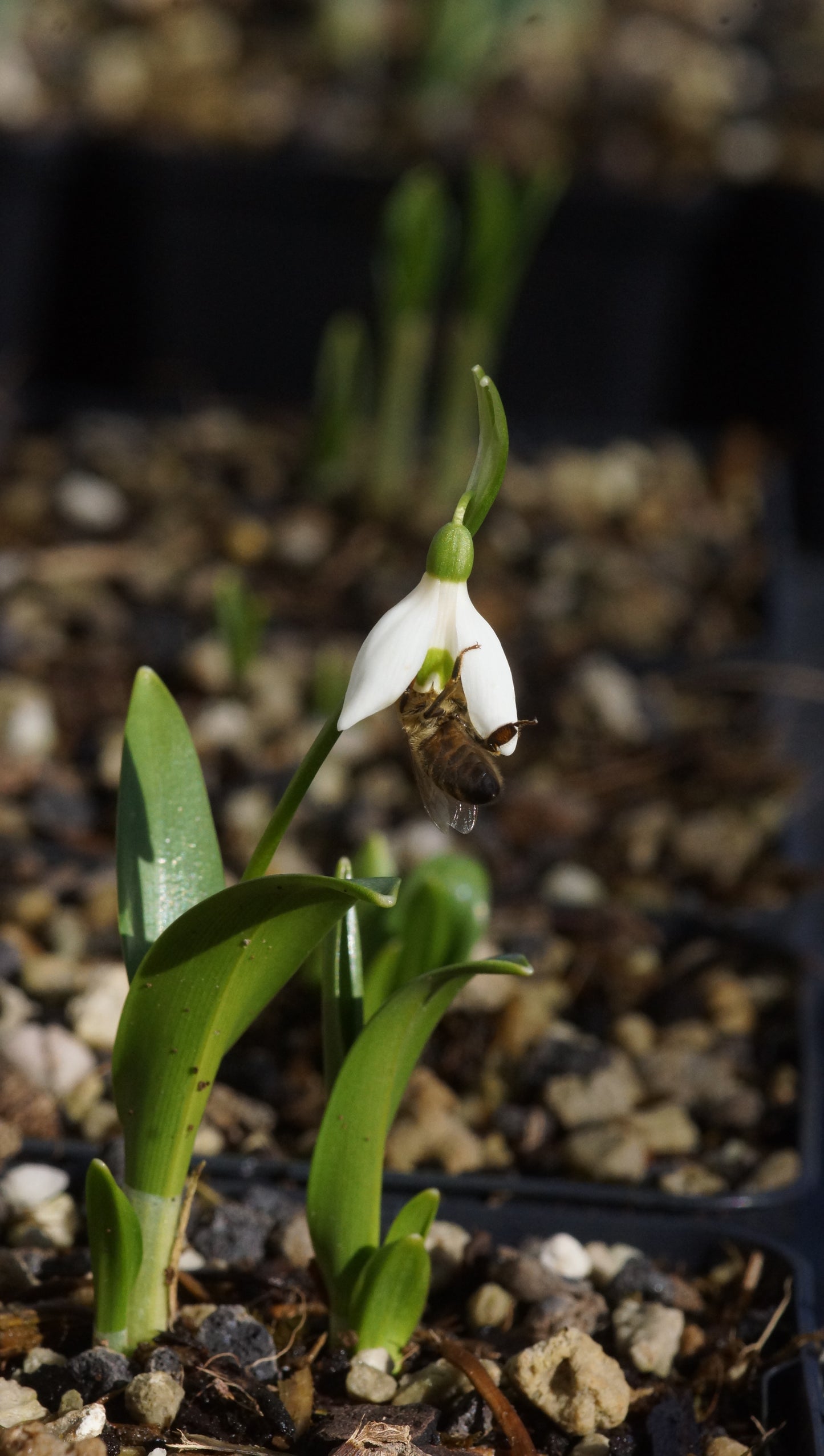 Galanthus woronowii - Woronow-Schneeglöckchen