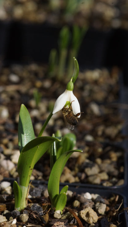 Galanthus woronowii - Woronow-Schneeglöckchen