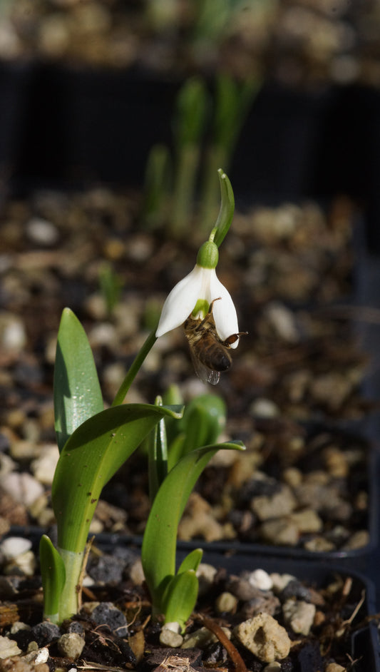 Galanthus woronowii - Woronow-Schneeglöckchen