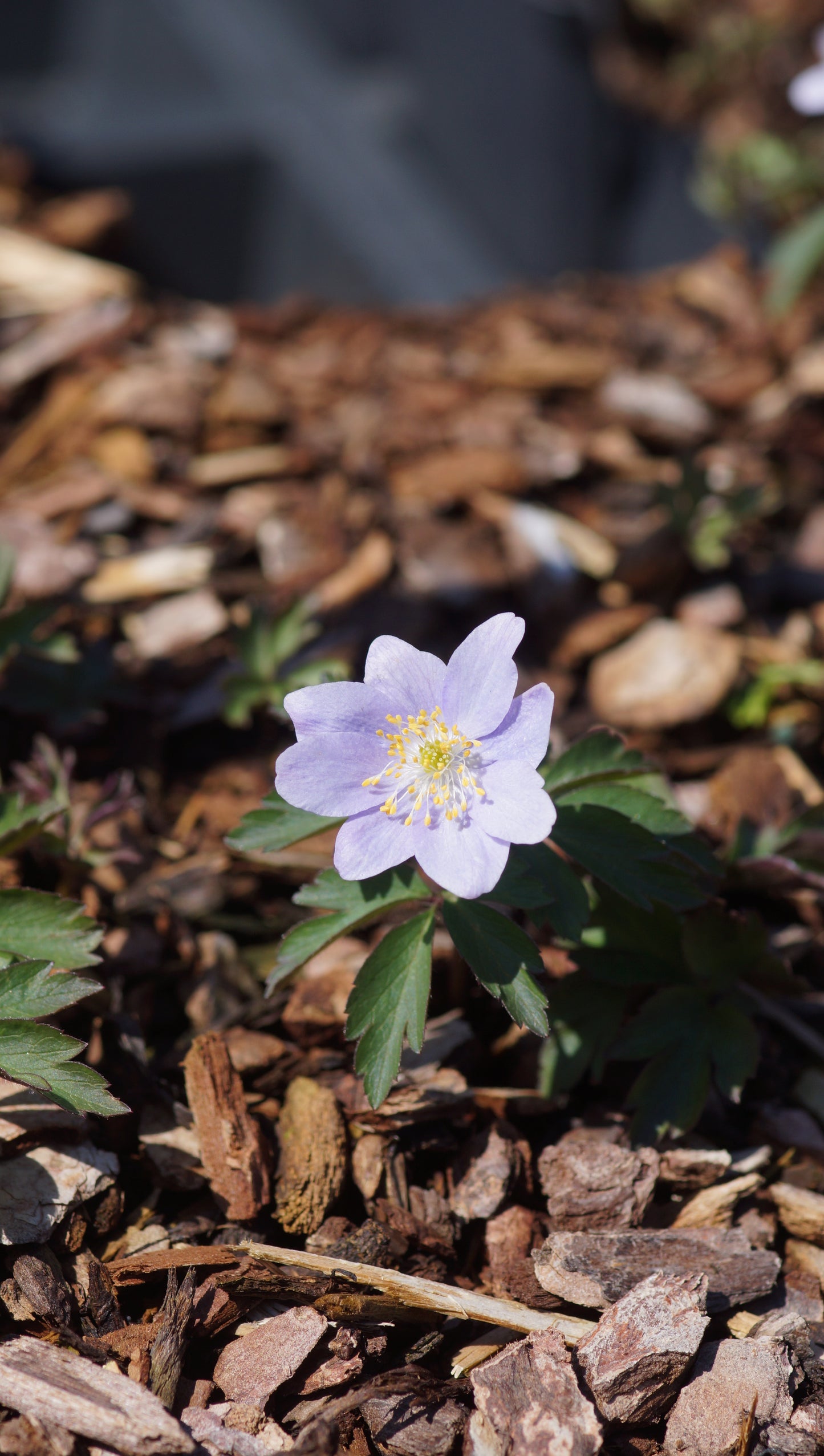 Anemone nemorosa 'Celestial' - Buschwindröschen