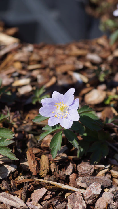 Anemone nemorosa 'Celestial' - Buschwindröschen