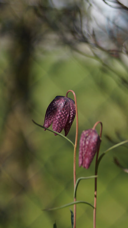 Fritillaria meleagris - Schachbrettblume