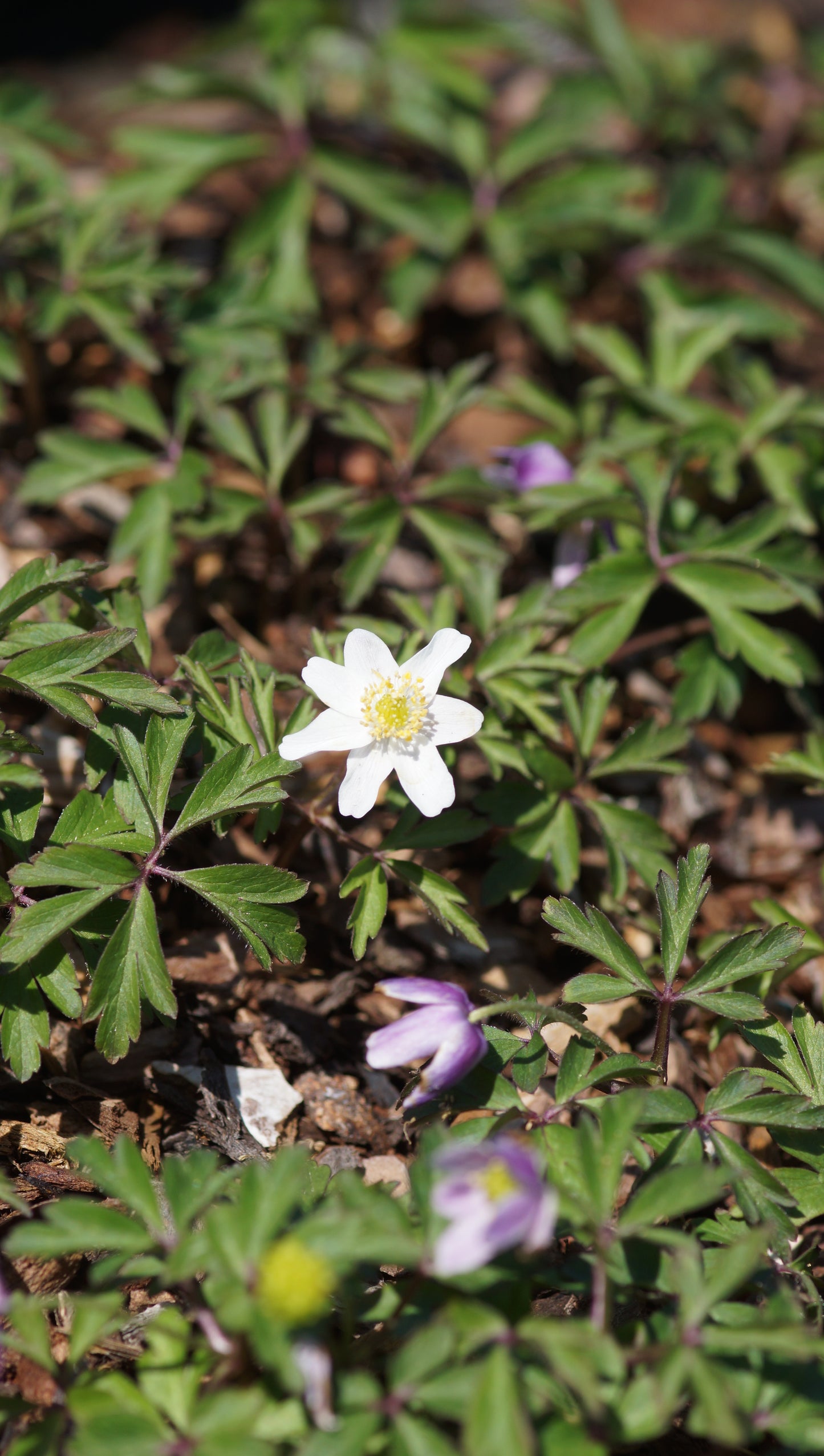 Anemone nemorosa 'Buckland' - Buschwindröschen