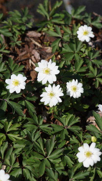 Anemone nemorosa 'Semiplena' - Buschwindröschen