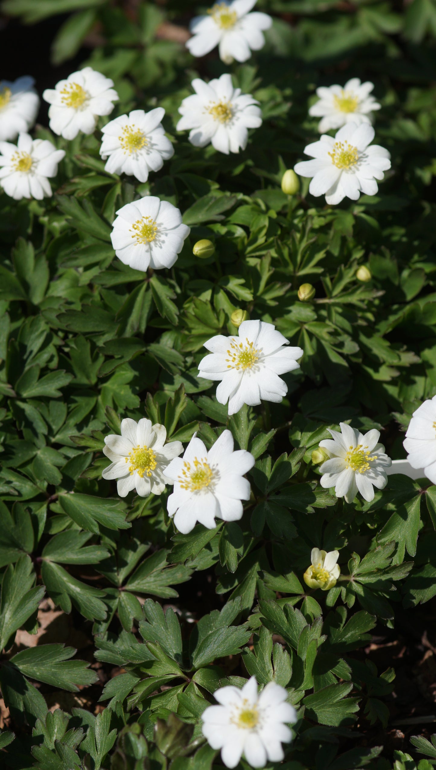 Anemone nemorosa 'Hilda' - Buschwindröschen