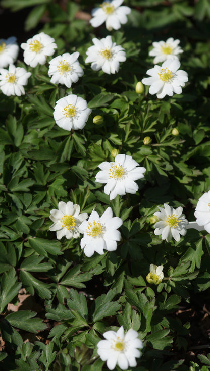 Anemone nemorosa 'Hilda' - Buschwindröschen