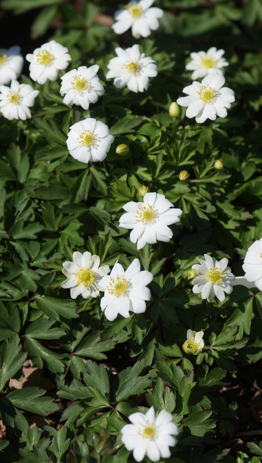 Anemone nemorosa 'Hilda' - Buschwindröschen