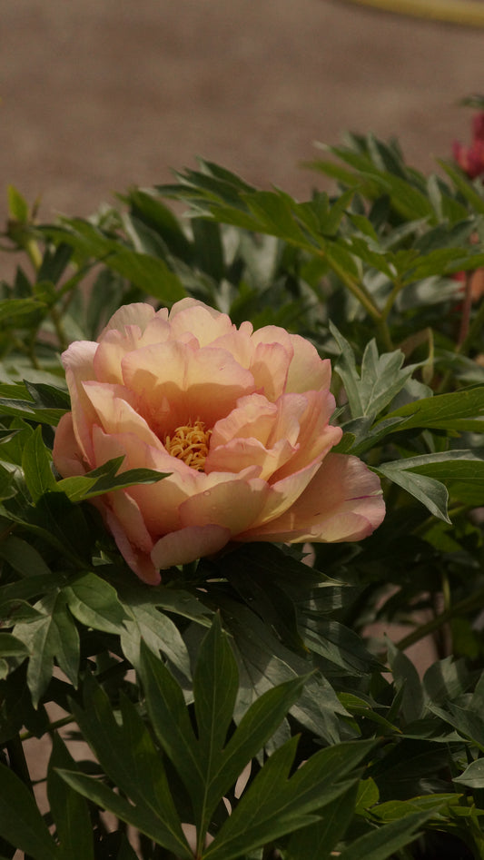 Paeonia Itoh-Hybride 'Callies Memory' - Intersektionelle Pfingstrose