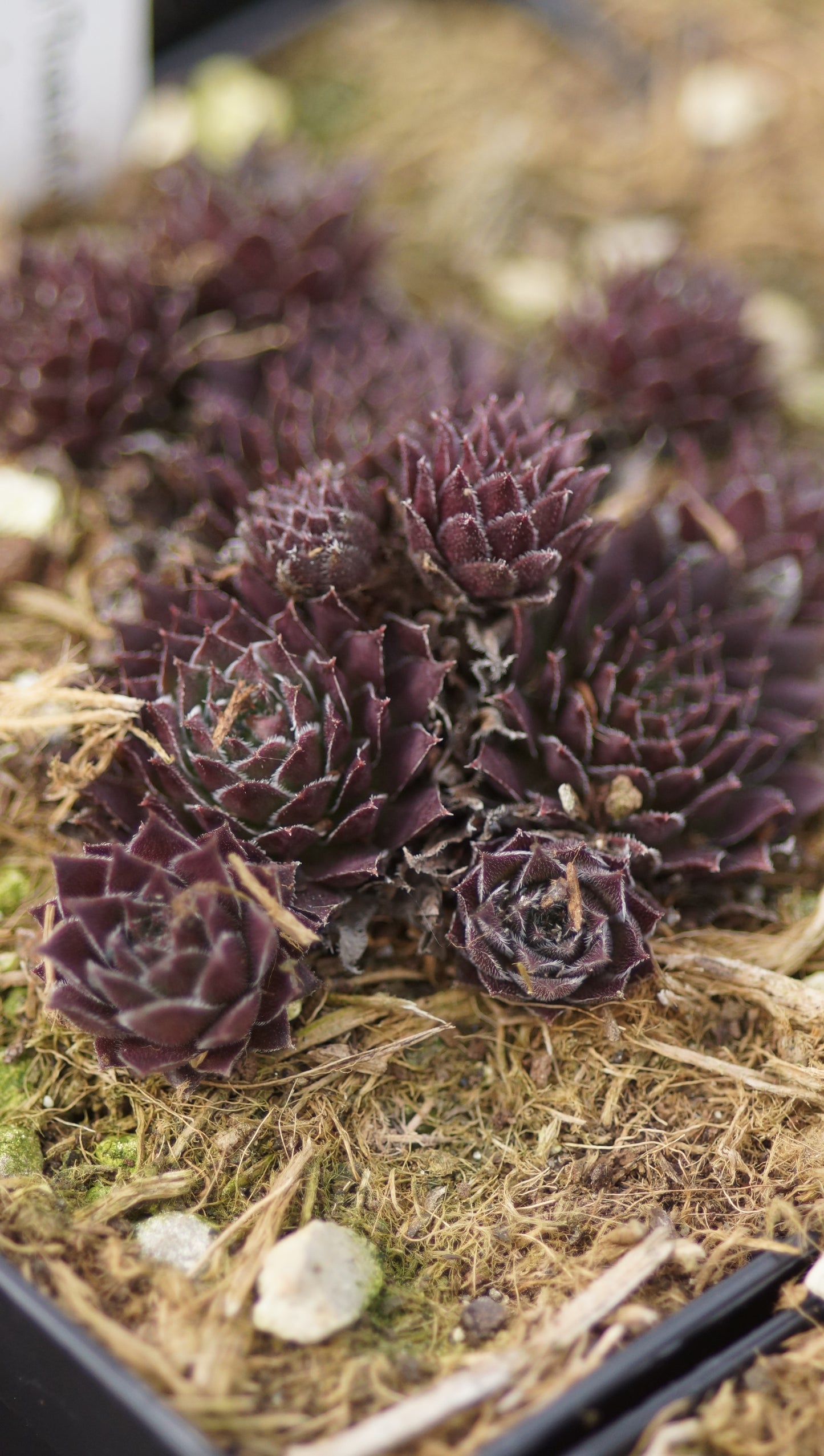 Sempervivum Hybride 'Treebeard' - Hauswurz