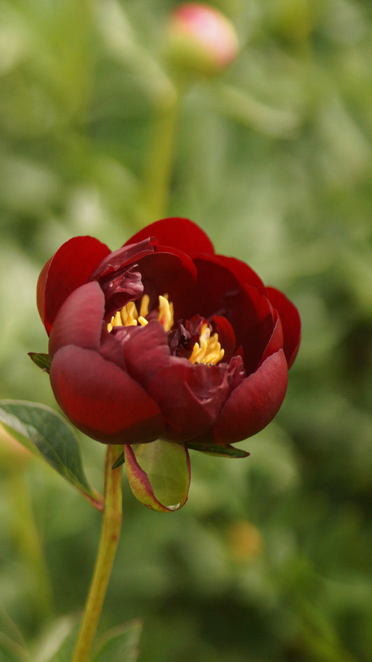 Paeonia lactiflora 'Buckey Belle' - Pfingstrose