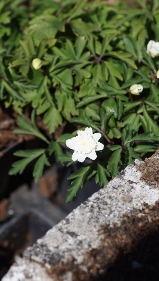 Anemone nemorosa 'Vestal' - Buschwindröschen