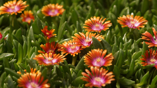 Delosperma Dyerii-Hybride 'Fire Spinner' - Mittagsblume