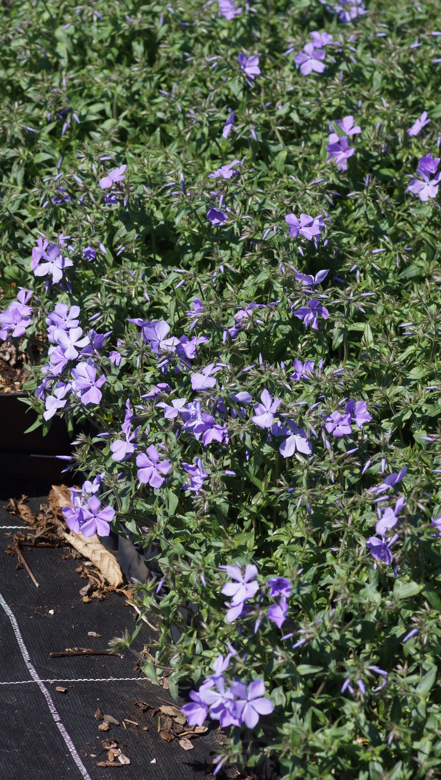 Phlox divaricata 'Blue Moon' - Wald-Phlox