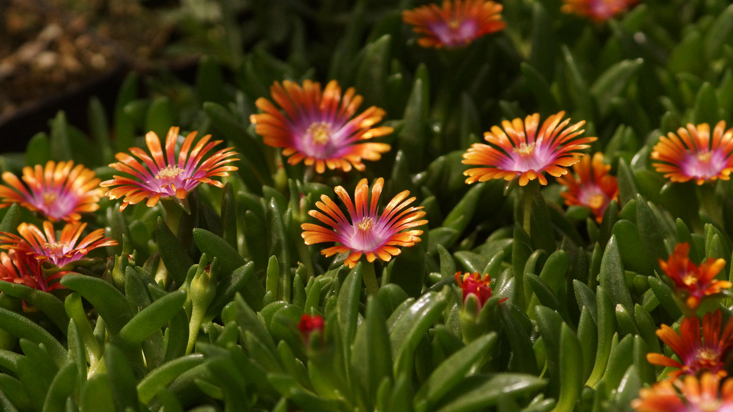 Delosperma Dyerii-Hybride 'Fire Spinner' - Mittagsblume