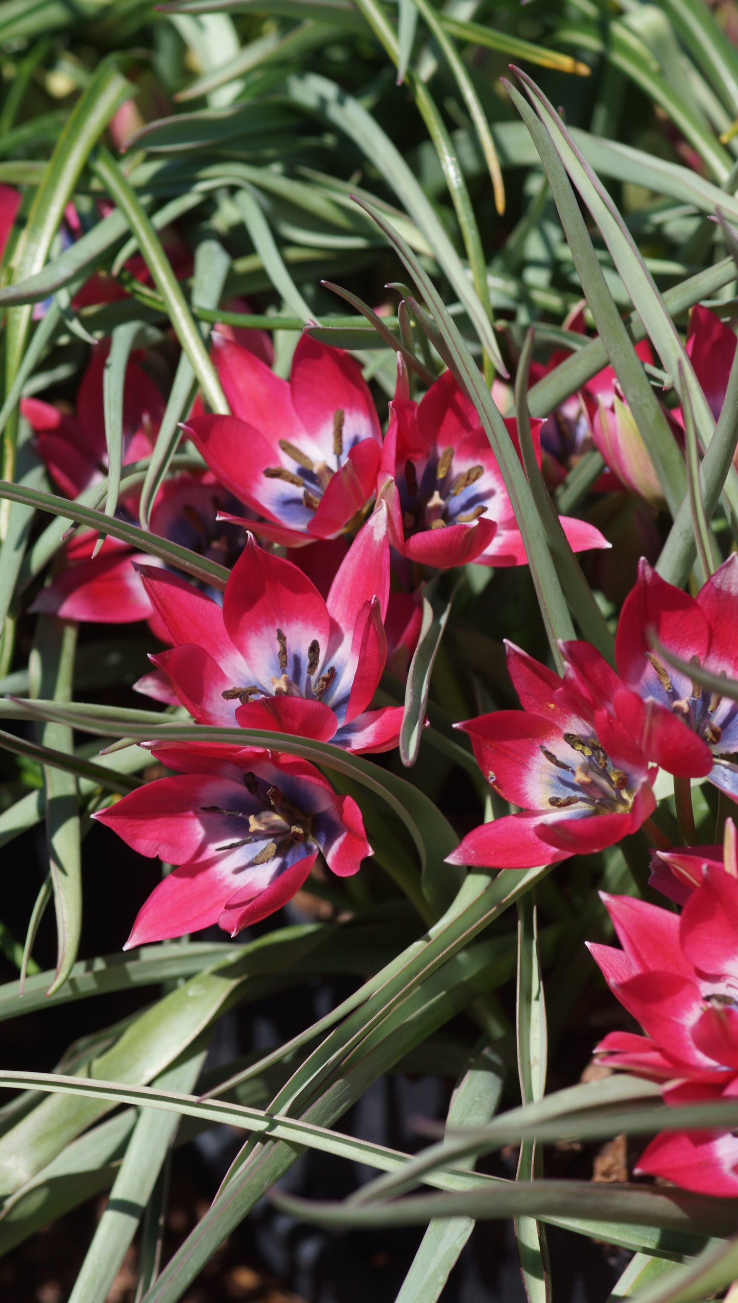Tulipa humilis 'Liliput' - Zwerg-Tulpe