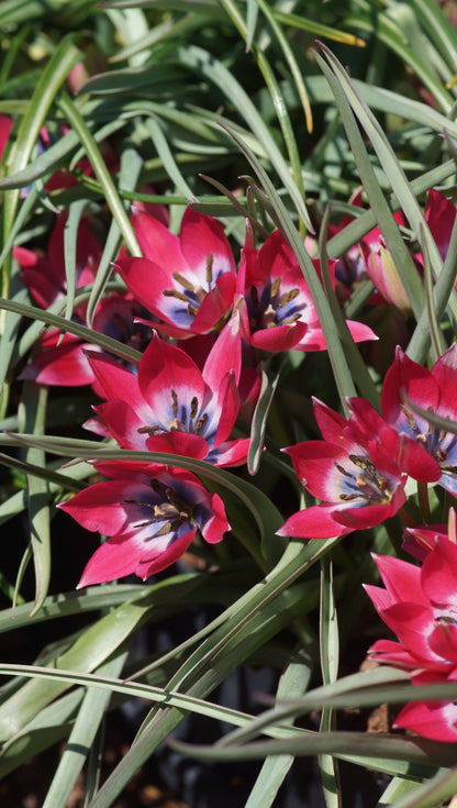 Tulipa humilis 'Liliput' - Zwerg-Tulpe